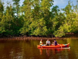 Hutan Mangrove 4 Lapis, Stok Ikan Melimpah