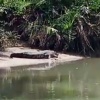 Ancaman Buaya Muara Mengguncang Warga Dusun Terang 2, Desa Golo Sepang