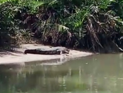 Buaya Serang Warga dan Ternak di Desa Golo Sepang