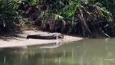 Ancaman Buaya Muara Mengguncang Warga Dusun Terang 2, Desa Golo Sepang