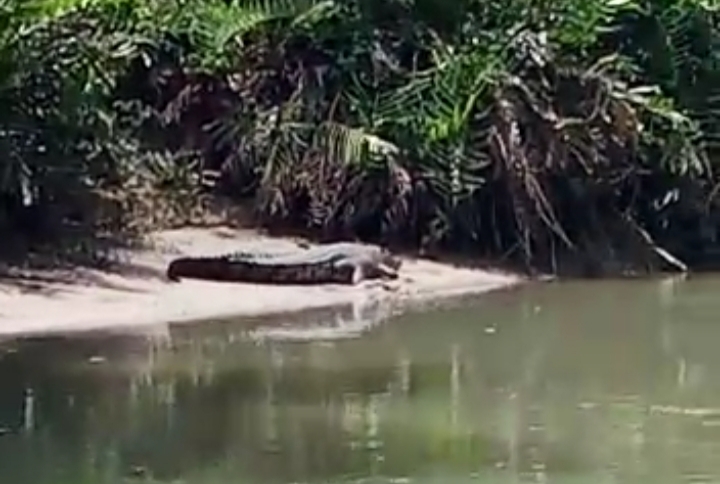 Ancaman Buaya Muara Mengguncang Warga Dusun Terang 2, Desa Golo Sepang