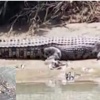 Buaya Masuk Kampung, Kades Golo Sepang Minta Bantuan Pemkab Mabar
