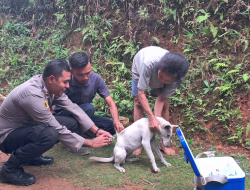 Polisi Kawal Vaksinasi Hewan Penular Rabies di Kecamatan Lembor