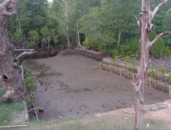 Demi Kepentingan Bisnis, PT.KNM Hancurkan Kawasan Hutan Mangrove di Labuan Bajo