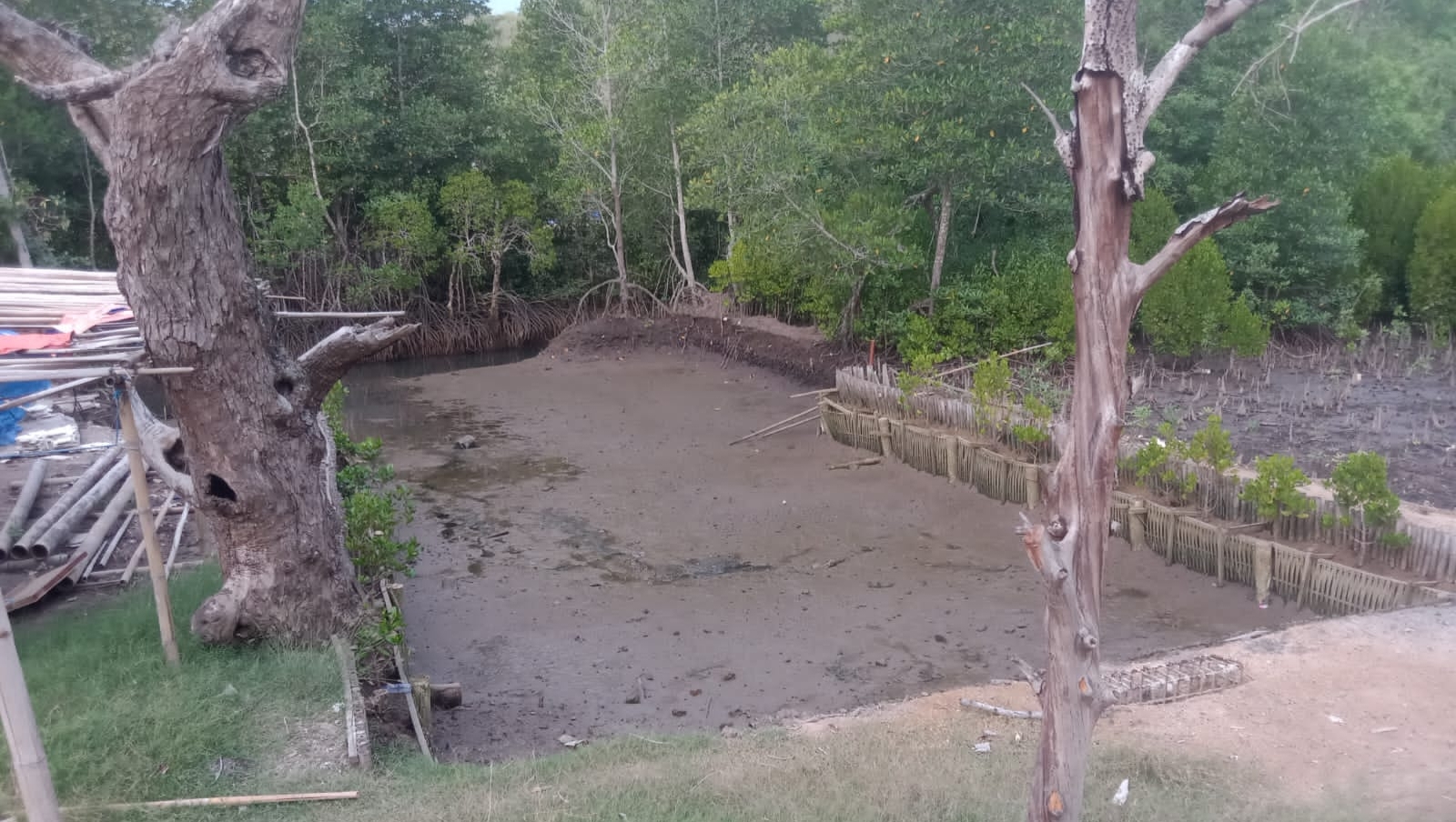 Demi Kepentingan Bisnis, PT.KNM Hancurkan Kawasan Hutan Mangrove di Labuan Bajo