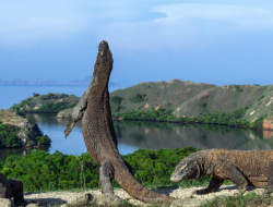 Pelaku Wisata Soroti Pengelolaan TN Komodo Tidak Maksimal