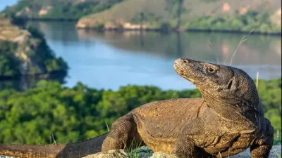 PT Flobamor Pekerjakan Masyarakat Lokal Jadi Naturalis Guide