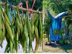 Kado Spesial Hari Ibu, Jagung Muda Murah Meriah di Kebun Mama Susana