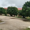 Pohon Penyelamat Bumi