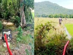 Kegundahan Petani Sawah Menanti Hujan Tak Menentu