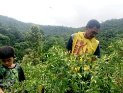 Keren, Geliat Petani Milenial di Desa Wisata Seribu Air Terjun Wae Lolos