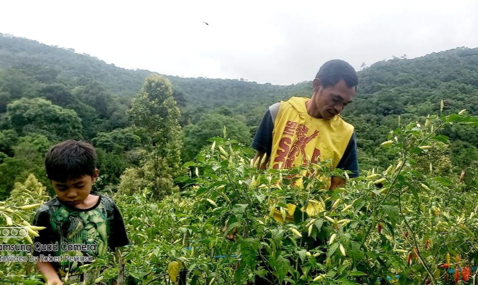 Keren, Geliat Petani Milenial di Desa Wisata Seribu Air Terjun Wae Lolos