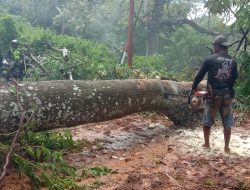 Longsor,  Arus Lalu Lintas Jalan Bambor- Werang Lumpuh, Kini Pulih Kembali