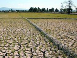 311,85 hektar Sawah yang Tersebar Pada 23 Poktan di Kecamatan Boleng Gagal Tanam