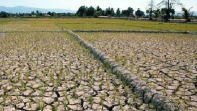 311,85 hektar Sawah yang Tersebar Pada 23 Poktan di Kecamatan Boleng Gagal Tanam