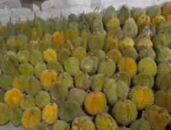 Oknum Polantas Polres Manggarai Barat Diduga Lakukan Pemerasan Terhadap Penjual Durian di Labuan Bajo