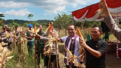 Tak Hanya Jaga Kamtibmas, Polisi Turun ke Sawah Panen Jagung di Labuan Bajo
