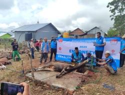 75 ekor Hewan Kurban dari Turki untuk Warga Manggarai Barat