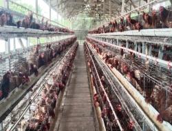 Dinas Peternakan Manggarai Barat Langsung Turun Tangan, Pastikan Peternakan Ayam Petelur di Translok Tak Mengganggu Kenyamanan Warga