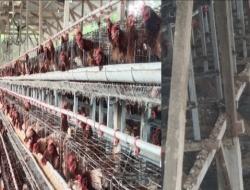 Peternakan Ayam Petelur PT Triputra Surya Sentosa, Inovasi Ramah Lingkungan dan Ciptakan Lapangan Kerja
