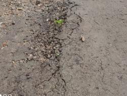 Jalan Rusak Baru Enam Bulan, Warga Desa Nampar Tabang Geram: Proyek Lapen Rp650 Juta Diduga Asal Jadi