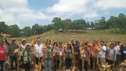 Wujudkan Kemandirian Pangan, Wabup Mabar Panen Raya Jagung di Liang Ndara