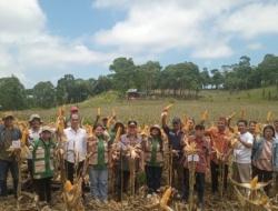 Wujudkan Kemandirian Pangan, Wabup Mabar Panen Raya Jagung di Liang Ndara