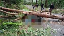 Angin Kencang Tumbangkan Pohon Ampupu, ASN PPPK Tewas di Jalan Trans Flores