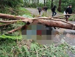 Angin Kencang Tumbangkan Pohon Ampupu, ASN PPPK Tewas di Jalan Trans Flores