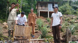 BBKSDA NTT Lepaskan 5 Ekor Burung dari Sangkar Perburuan Liar ke Habitat Aslinya