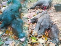 Fenomena Langka di Kecamatan Sano Nggoang: Kisah di Balik Kelahiran Anak Kerbau Berkepala Dua